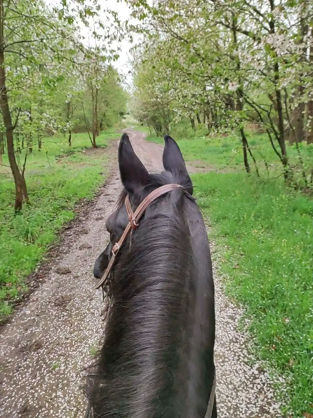 Vyjížďka na koni v lese nedaleko Statku Nezdice